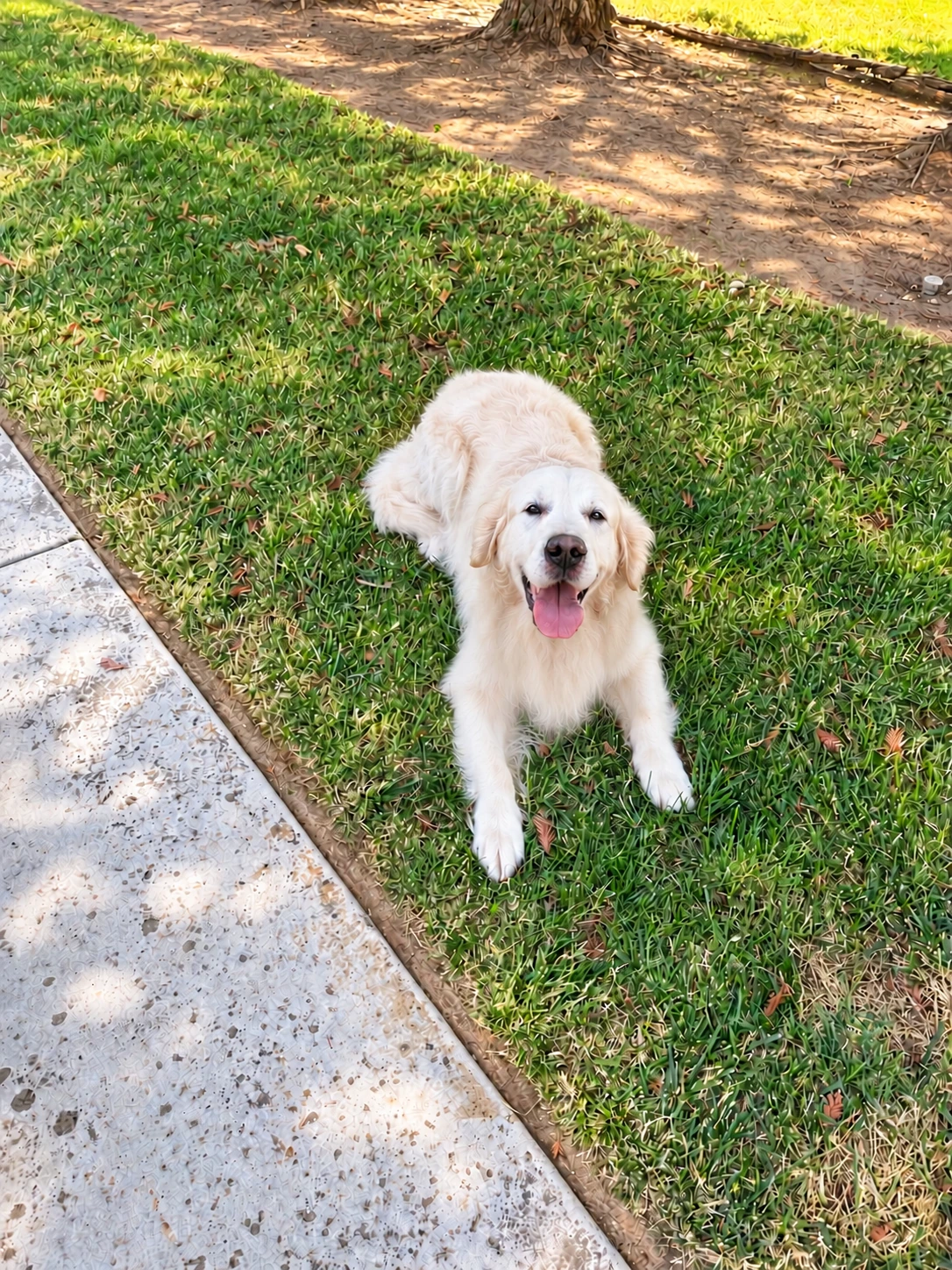 Boo, the cream-colored golden retriever father, resting in the yard
