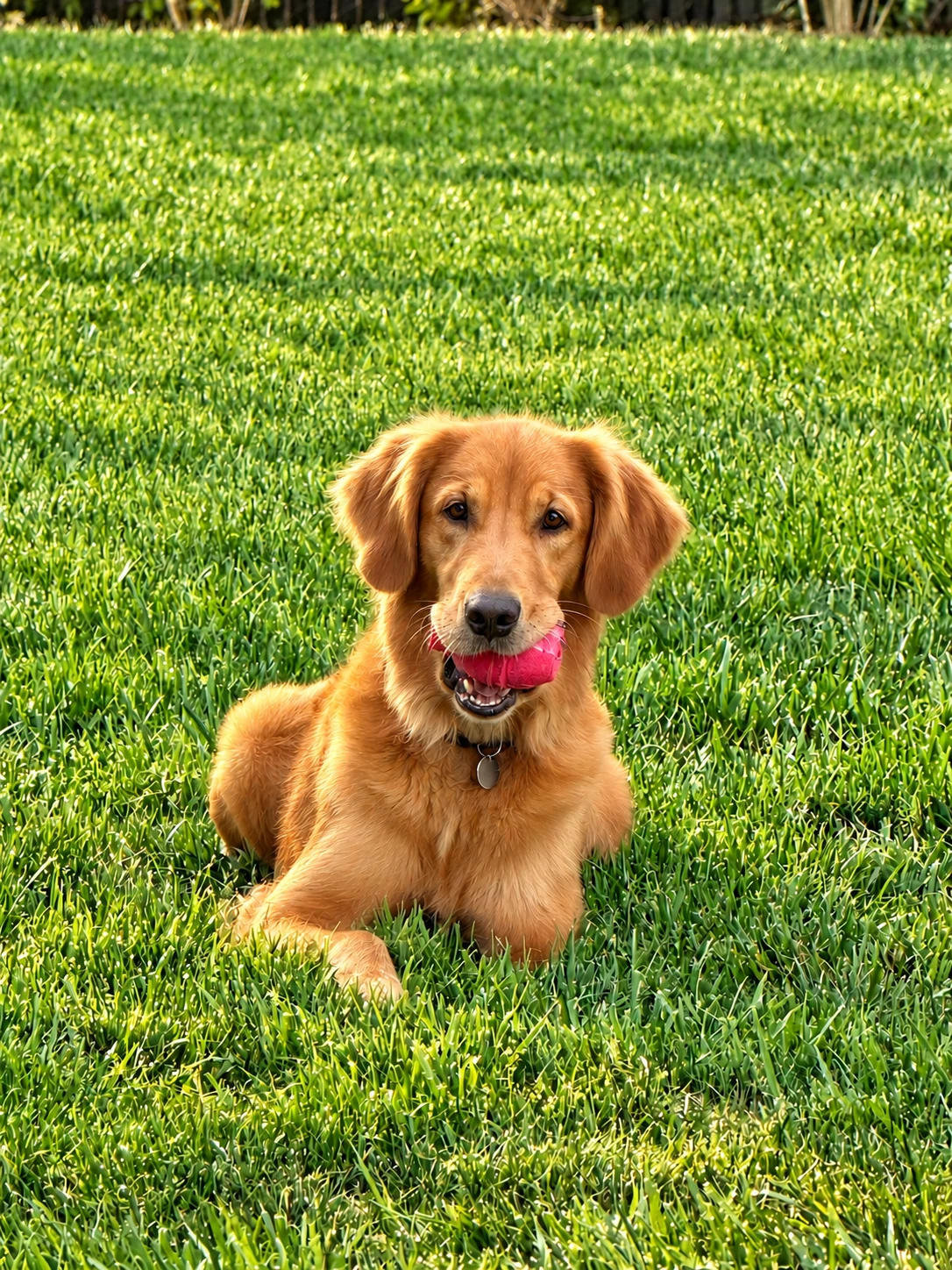 Marley, a rich golden retriever with her pink ball